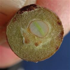  T.S.Fruit with one developed and rest aborted seeds